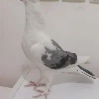 کفتر کت سبز