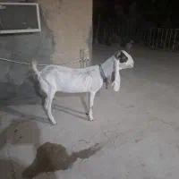 فروش بز پاکستانی