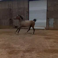 اسب|اسب و تجهیزات اسبسواری|اسفرورین, |دیوار