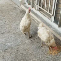 مرغ