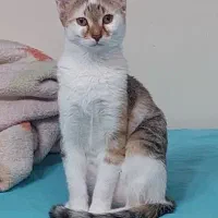 واگذاری موقت گربه هام
