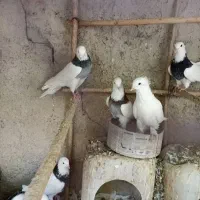 کبوتر طوقی|پرنده|بومهن, |دیوار