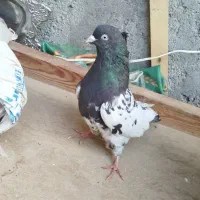 کفتر|پرنده|مشهد, فریزی|دیوار