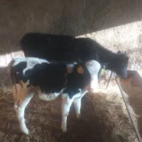 گوساله|حیوانات مزرعه|بشاریات, |دیوار