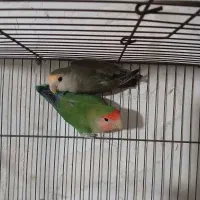 کوتوله برزیلی