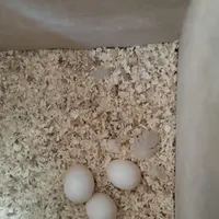 عروس هلندی نر ماده|پرنده|چناران, |دیوار