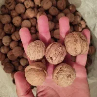 گردو|خوردنی و آشامیدنی|قشلاق دشت, |دیوار