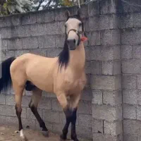 نگهداری اسب