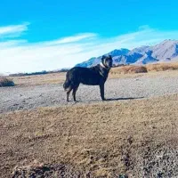 سگ ماده خراسانی