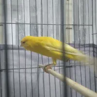 قناری نررسمی بلندآماده بدون غلط درشت مست