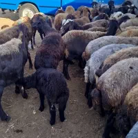 گوسفندان آبستن سنگین وبره دار