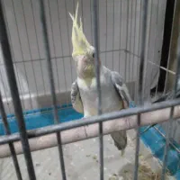 عروس هلندی ماده وسرحال اماده جفتگیری