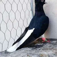 گروه چاشنی و رنگی بازها|پرنده|بجنورد, |دیوار