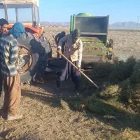 خار کوبیده|لوازم جانبی حیوانات|سربیشه, |دیوار