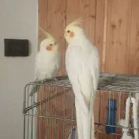 فروش یک جفت عروس هلندی لوتونیو|پرنده|سمنان, |دیوار