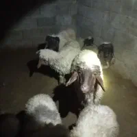 بره نر آماده پروار