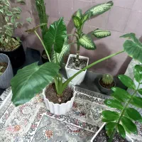 ۱۲ عدد گل و گیاه طبیعی  فقط ۷ ملیون|گل و گیاه طبیعی|ورامین, شهرک مدرس|دیوار