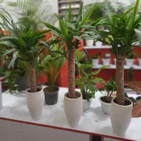 گل (گیاه) بنسای یوکا