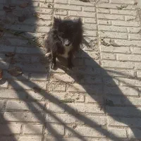 پامر روباهی ماده زیر 1کیلو