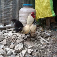 مرغ مینا توری|پرنده|آستارا, |دیوار