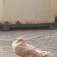 کبوتر بادکنکی|پرنده|ری, ظهیرآباد|دیوار