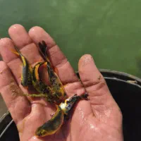 ماهی کوی|ماهی|مهریز, |دیوار