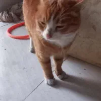 گربه اسکاتیش