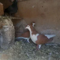 کفتر جفت ساده زرد و دم سفید و سار