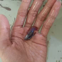 فایتر ماده تکی و عمده همه رنگ|ماهی|شیراز, بالا کفت|دیوار