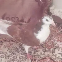 کبوتر سرخ|پرنده|اصفهان, سرتاوه|دیوار