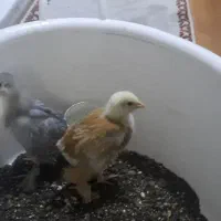 جوجه مرغ و خروس|حیوانات مزرعه|تهران, سهروردی|دیوار