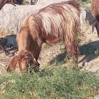 بره و بز و بزغاله