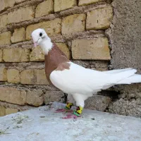 کفتر طوقی، زرد سیاه، سبز