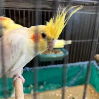 طوطی عروس هلندی مولد|پرنده|لنگرود, |دیوار