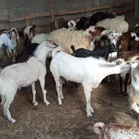 بز ونری