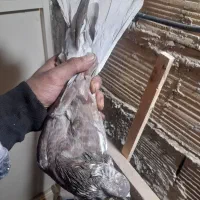 کفتر پرشی|پرنده|فردیس, شهرک ارم|دیوار