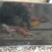تلویزیون