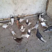 کبوتر رنگی|پرنده|اهواز, شهرک حفاری|دیوار
