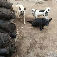 سگ پا کوتاه