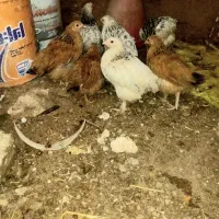 جوجه بوقلمون و جوجه برهماصل