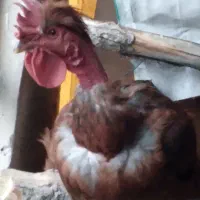 دو عدد خروس