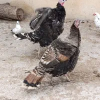 بوقلمون بومی اصل جوان تازه تخم اومده