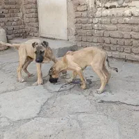 واگذاری 3ماهه نر