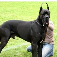 سگ کنکنورسو ایتالیایی