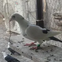 نر دورگ|پرنده|لالی, |دیوار