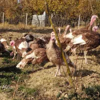 بوقلمون محلی *