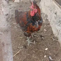 خروس|حیوانات مزرعه|معصومیه, |دیوار