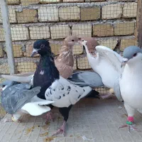 کبوتر|پرنده|دشتابی, |دیوار