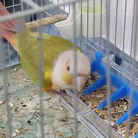 طوطی گرینچیک|پرنده|باغستان, |دیوار