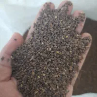 کنجدتمیز|عمدهفروشی|شادگان, |دیوار